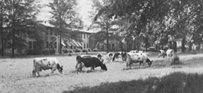 Dairy cattle in front of the dairy building