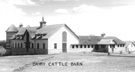 Dairy Cattle Barn, ca. 1920