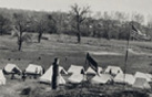 Tents at Camp Mcfarland, circa 1919