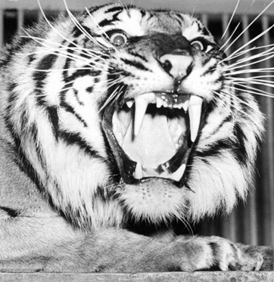 live tiger image