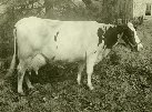 Cow, Missouri Chief Josephine